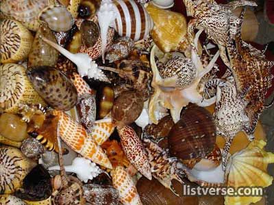 Shells collected together