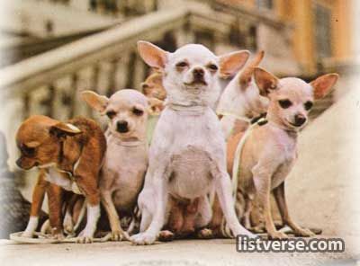 Chihuahuadog, small but mighty