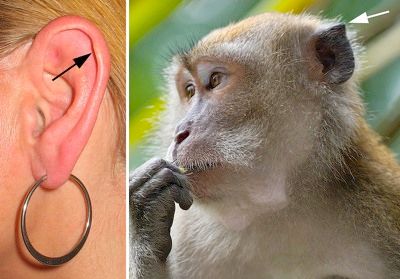 800Px-Darwin-S-Tubercle
