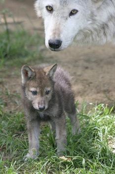 Wolfcub1