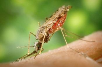 Anopheles Albimanus Mosquito