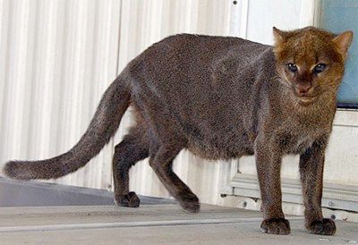 Jaguarundi2