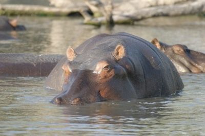 Hippo205