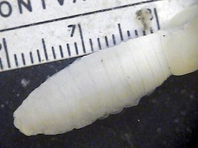 Giant Palouse Earthworm