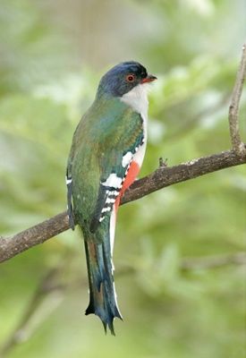 Priotelustemnurus2
