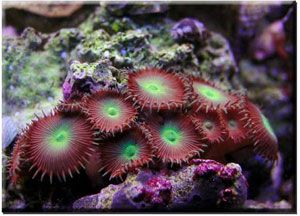 Palythoacoral