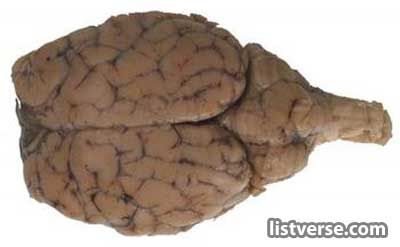 Brain