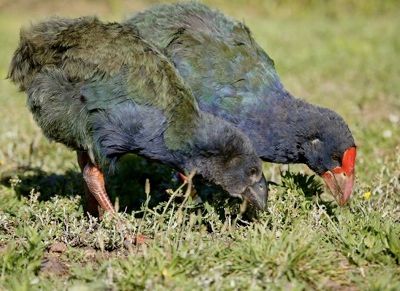Takahe mother and chick