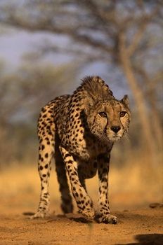 T-M0096 Stalking Cheetah