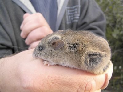 NSW New Holland Mouse