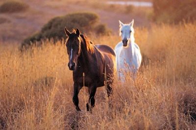 2 Horses