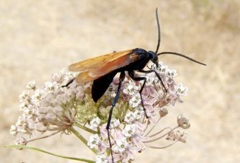 800Px-Dsc05816 Tarantula Hawk-1
