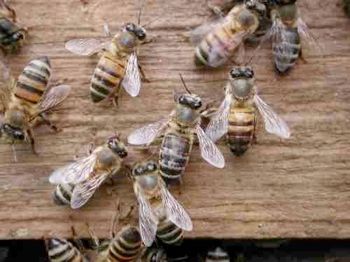 Africanbee1[1]