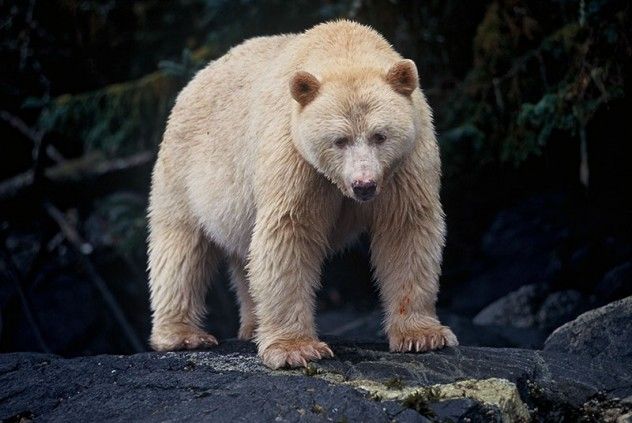 Spirit Bear