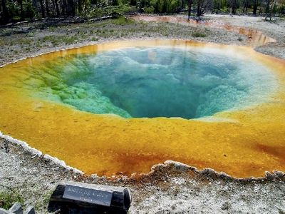 Yellowstonemorningglory