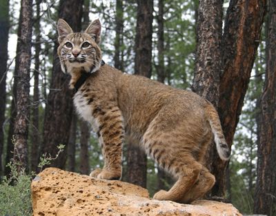 Bobcat