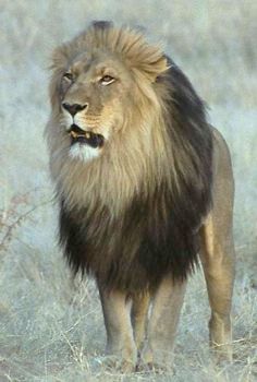 Lions typically reside in savannahs and grasslands but can also be found in forests. A pride, which is a group of lions, consists of females, cubs, and a few male lions. Hunting is primarily done by the females in groups, while the males seldom participate in hunting. Lions are currently classified as a vulnerable species, with a population decrease of 30-50%. Males are easily identified by their manes. As the second largest feline species, lions are known for their impressive size. Their coats are generally light yellow in color. Lion cubs are born with spots, which fade as they grow older. Their diet includes wildebeests, impalas, zebras, and buffalo.