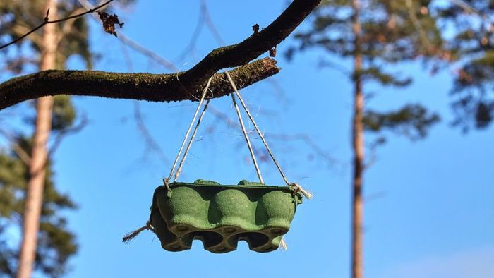 A homemade bird feeder using an egg carton hanging from a tree branch.