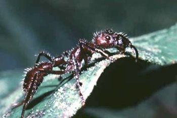 Ant
