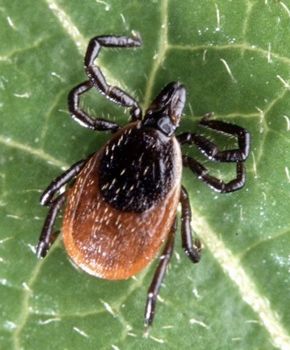 498Px-Adult Deer Tick (Cropped)