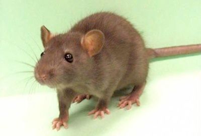 Rat 0