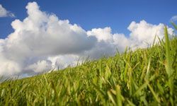 Vibrant green grass beneath a sky dotted with fluffy clouds.