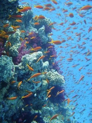 Dreamstimeweb 7417461 Reef-Full