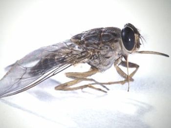 Tsetse-Fly