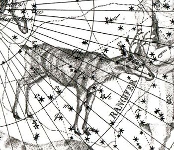 Rangifer