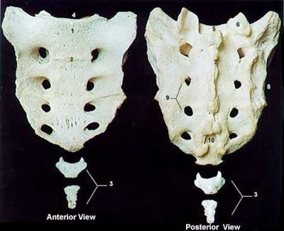 Sacrum
