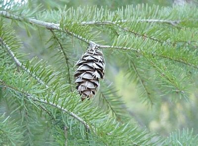 Douglasfir10