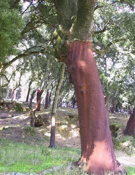 Rubbercorktree