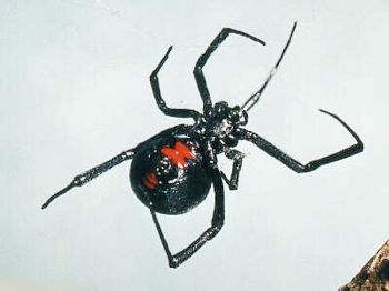 Blackwidowspider3