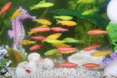 GloFish