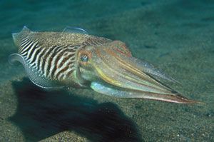 Cuttlefish