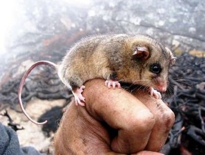 Cmpossum Wideweb 470X356,0