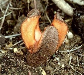 Hydnora Africana