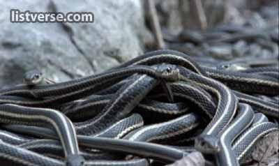 Red-Sided Garter Snakes