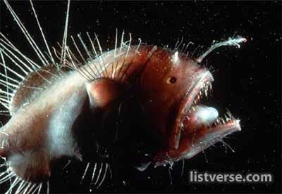Anglerfish