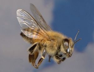 Honeybee