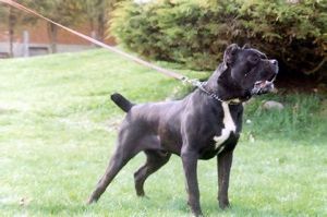 Canecorso2