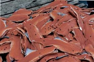 Decayed Fish