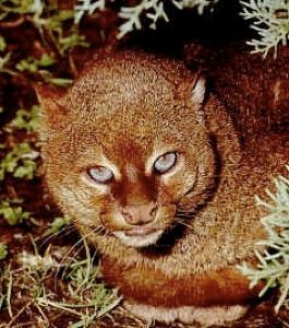 Jag