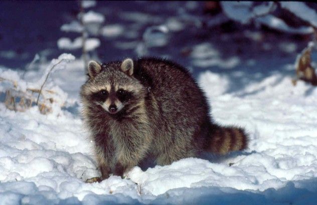raccoon