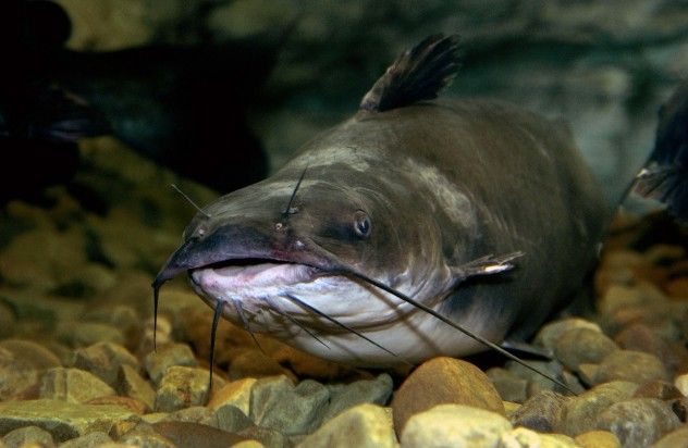 catfish