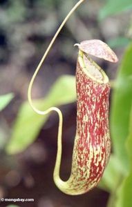 Pitcher Plant