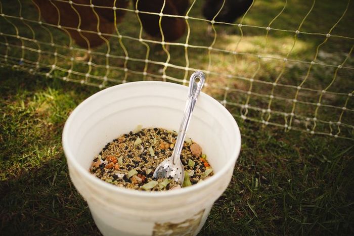 A white bucket filled with mixed chicken feed, accompanied by a silver serving spoon.