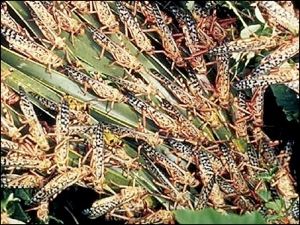 Cklocusts Feeding