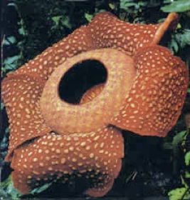 Rafflesia Arnoldii