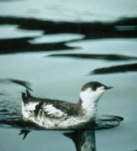 Marbled Murrelet